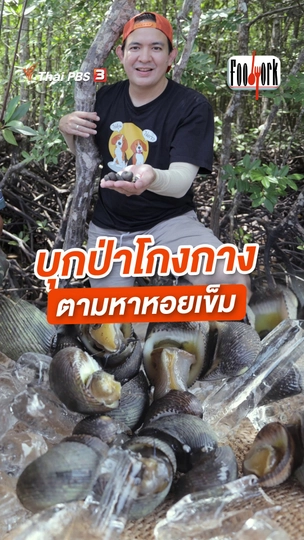 บุกป่าโกงกาง ตามหาหอยเข็ม