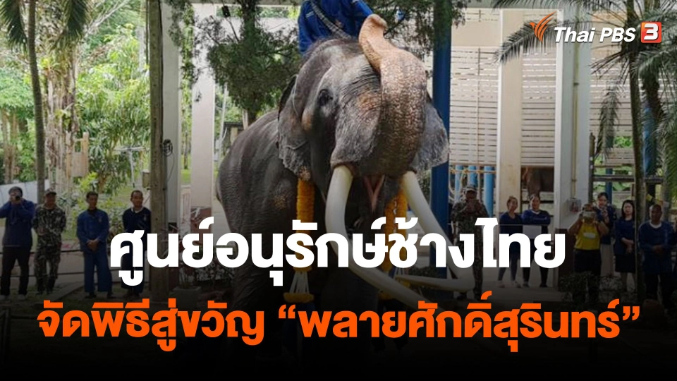 ศูนย์อนุรักษ์ช้างไทยจัดพิธีสู่ขวัญ พลายศักดิ์สุรินทร์