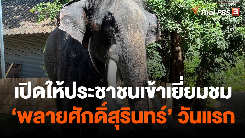 เปิดให้ประชาชนเข้าเยี่ยมชม "พลายศักดิ์สุรินทร์" วันแรก