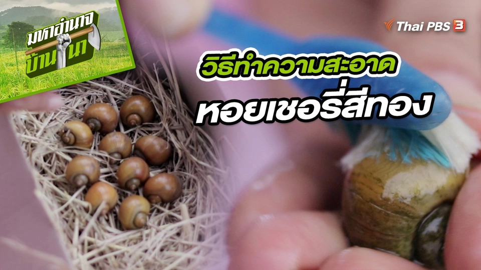 ​สูตรลับฉบับบ้านนา : วิธีทำความสะอาดหอยเชอรี่สีทอง