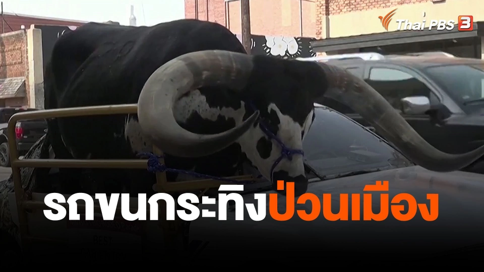 รถขนกระทิงป่วนเมือง