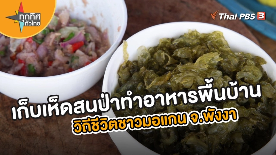 ​อาชีพทั่วไทย : เก็บเห็ดป่าสนทำอาหารพื้นบ้าน วิถีชีวิตชาวมอแกน จ.พังงา