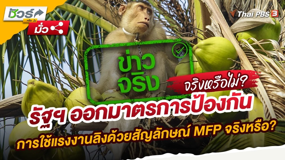 รัฐฯ ออกมาตรการป้องกันการใช้แรงงานลิงด้วยสัญลักษณ์ MFP จริงหรือ?