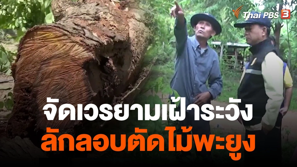 จัดเวรยามเฝ้าระวังลักลอบตัดไม้พะยูง จ.กาฬสินธุ์