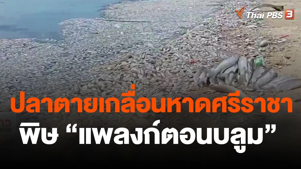 ปลาตายเกลื่อนหาดศรีราชา พิษ "แพลงก์ตอนบลูม"