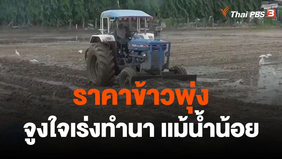 ราคาข้าวพุ่งชาวนาเสี่ยงทำนาเเม้น้ำน้อย