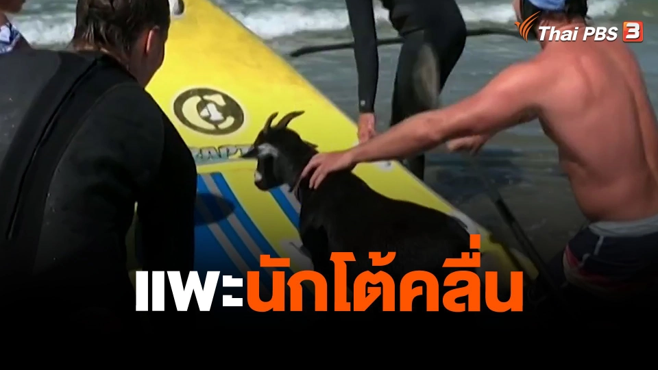 แพะนักโต้คลื่น