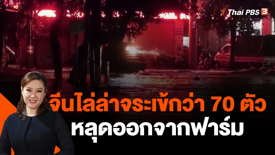 จีนเร่งไล่ล่าจระเข้กว่า 70 ตัวหลุดออกจากฟาร์ม