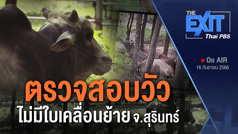 ตรวจสอบวัว ไม่มีใบเคลื่อนย้าย จ.สุรินทร์