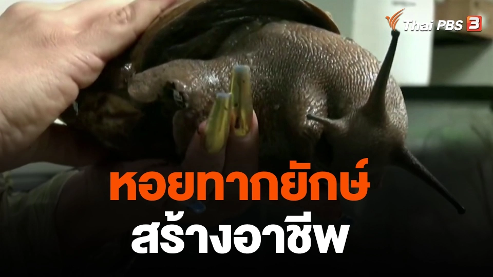 หอยทากยักษ์สร้างอาชีพ