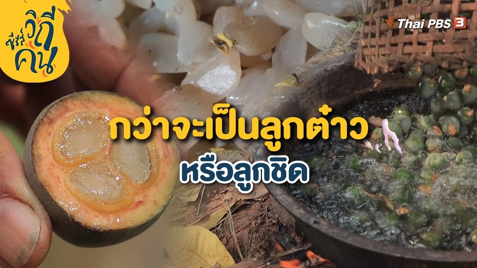 กว่าจะเป็นลูกต๋าว หรือลูกชิด