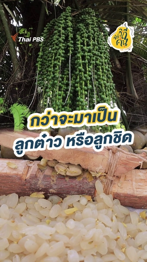 กว่าจะมาเป็น ลูกต๋าว หรือลูกชิด