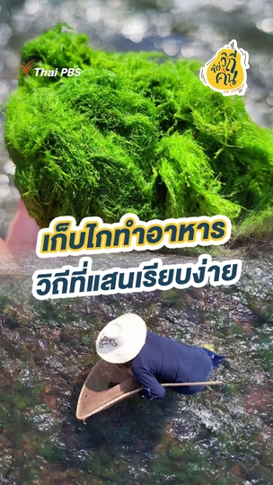 เก็บไกทำอาหาร วิถีที่แสนเรียบง่าย