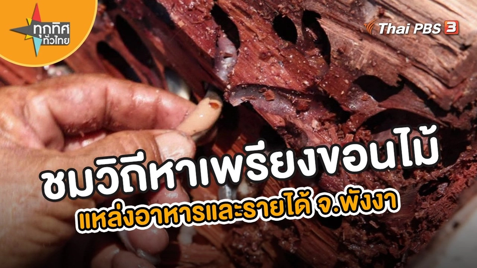 ชมวิถีหาเพรียงขอนไม้ แหล่งอาหารและรายได้ จ.พังงา