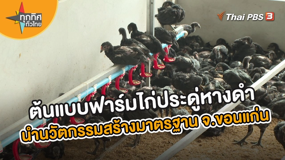 ต้นแบบฟาร์มไก่ประดู่หางดำ นำนวัตกรรมสร้างมาตรฐาน จ.ขอนแก่น