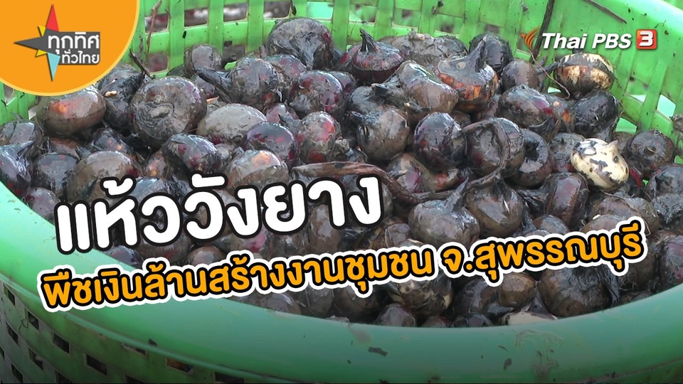 แห้ววังยาง พืชเงินล้านสร้างงานชุมชน จ.สุพรรณบุรี