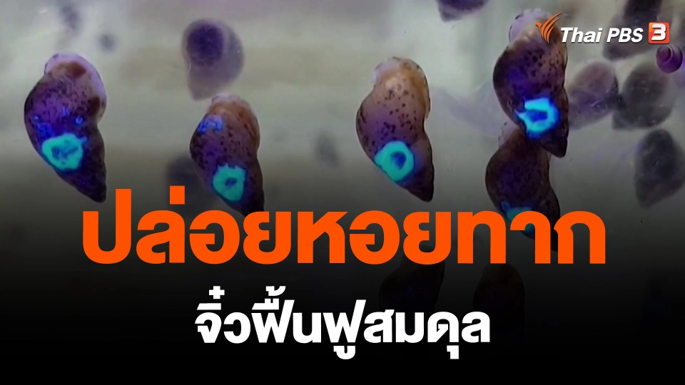 ​ปล่อยหอยทากจิ๋วฟื้นฟูสมดุล