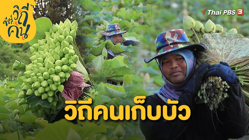 วิถีคนเก็บบัว