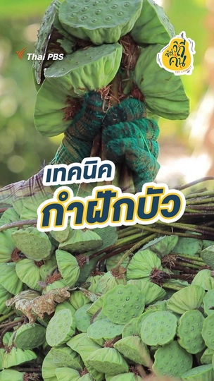 เทคนิค กำฝักบัว