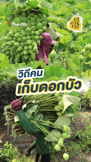 วิถีคนเก็บดอกบัว