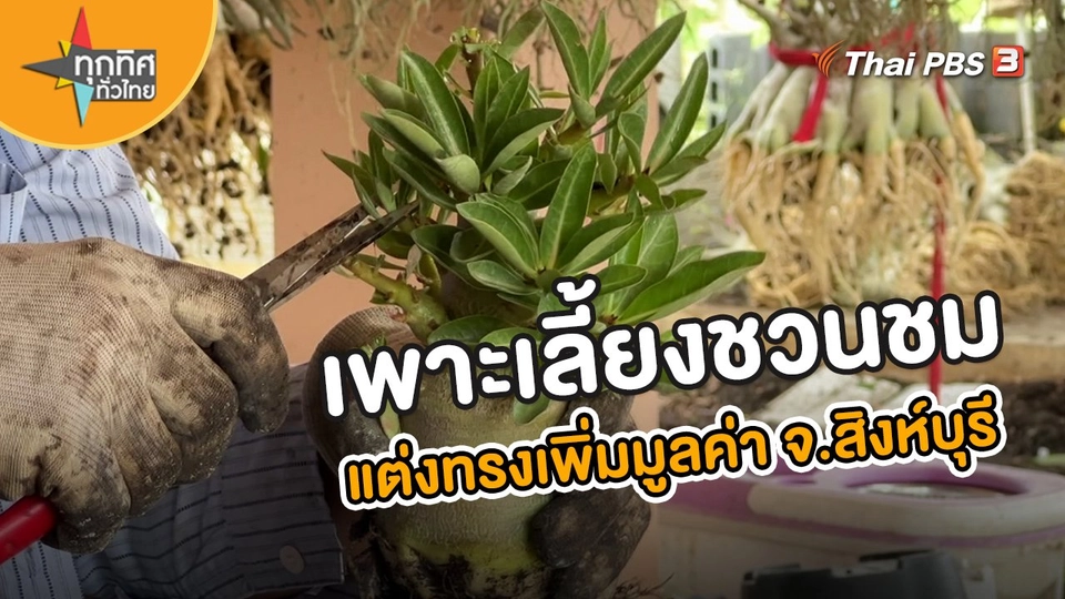 อาชีพทั่วไทย : เพาะเลี้ยงชวนชม แต่งทรงเพิ่มมูลค่า จ.สิงห์บุรี