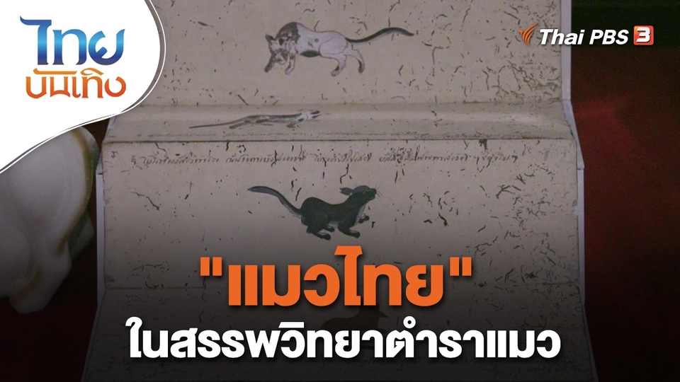 ​เรื่องนี้มีตำนาน : "แมวไทย" ในสรรพวิทยาตำราแมว