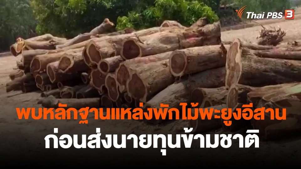 ​พบหลักฐานแหล่งพักไม้พะยูงอีสานก่อนส่งนายทุนข้ามชาติ