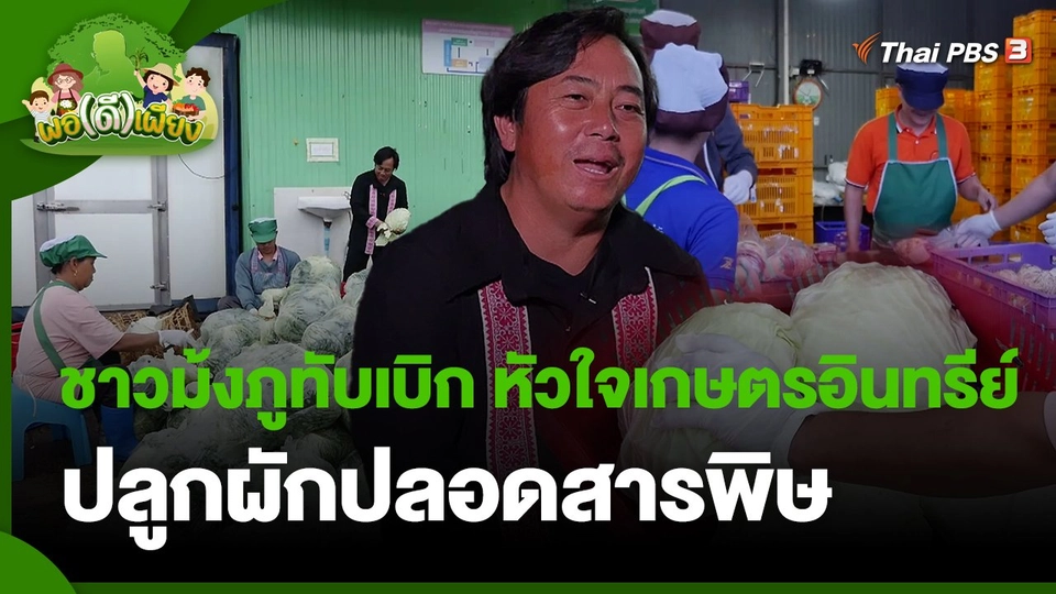 ​พอดีพอเพียง : ชาวม้งภูทับเบิก หัวใจเกษตรอินทรีย์ ปลูกผักปลอดสารพิษ