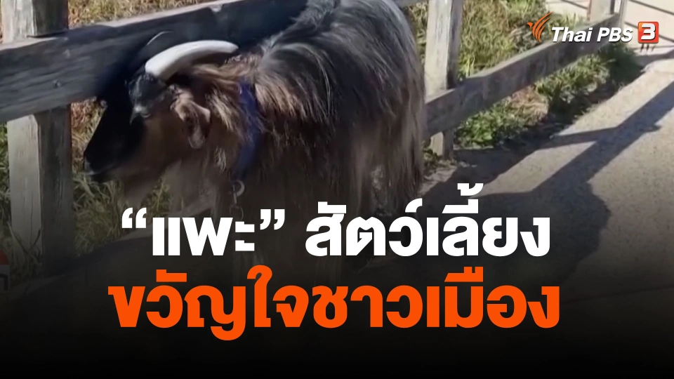 "แพะ" สัตว์เลี้ยงขวัญใจชาวเมือง