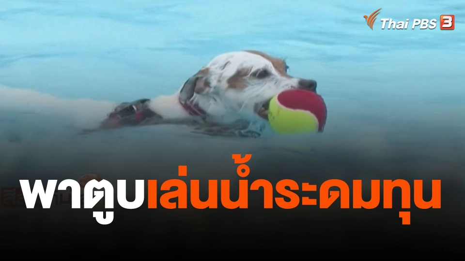 พาตูบเล่นน้ำระดมทุน