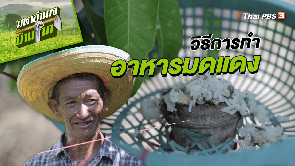​สูตรลับฉบับบ้านนา : วิธีการทำอาหารมดแดง