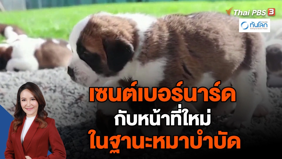 เซนต์เบอร์นาร์ดกับหน้าที่ใหม่ในฐานะหมาบำบัด