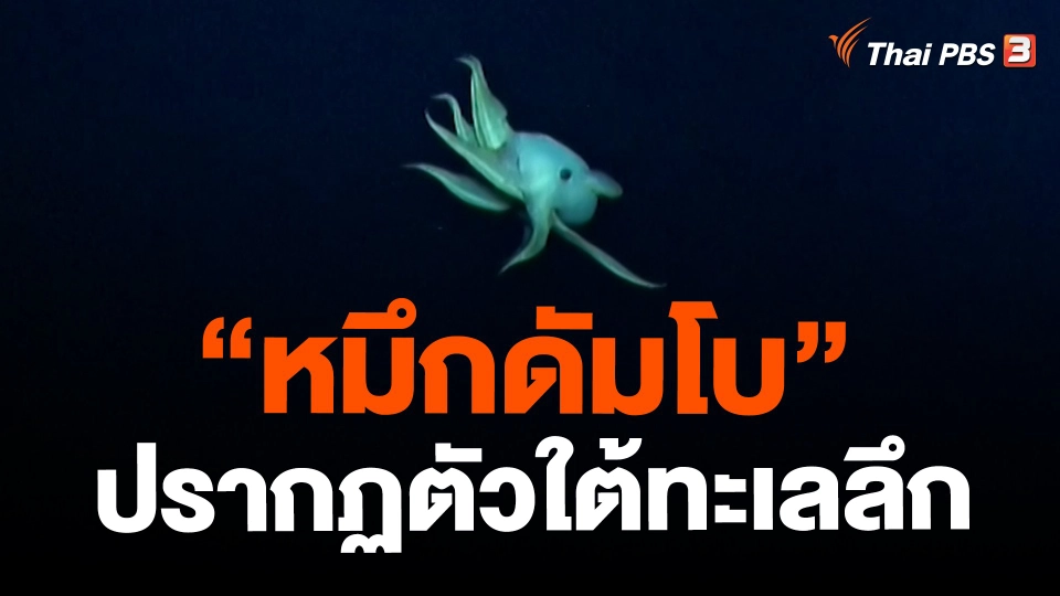 ​"หมึกดัมโบ" ปรากฏตัวใต้ทะเลลึก
