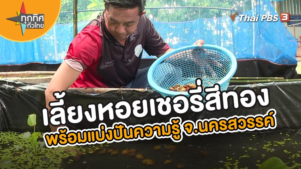 อาชีพทั่วไทย : เลี้ยงหอยเชอรี่สีทองพร้อมแบ่งปันความรู้ จ.นครสวรรค์