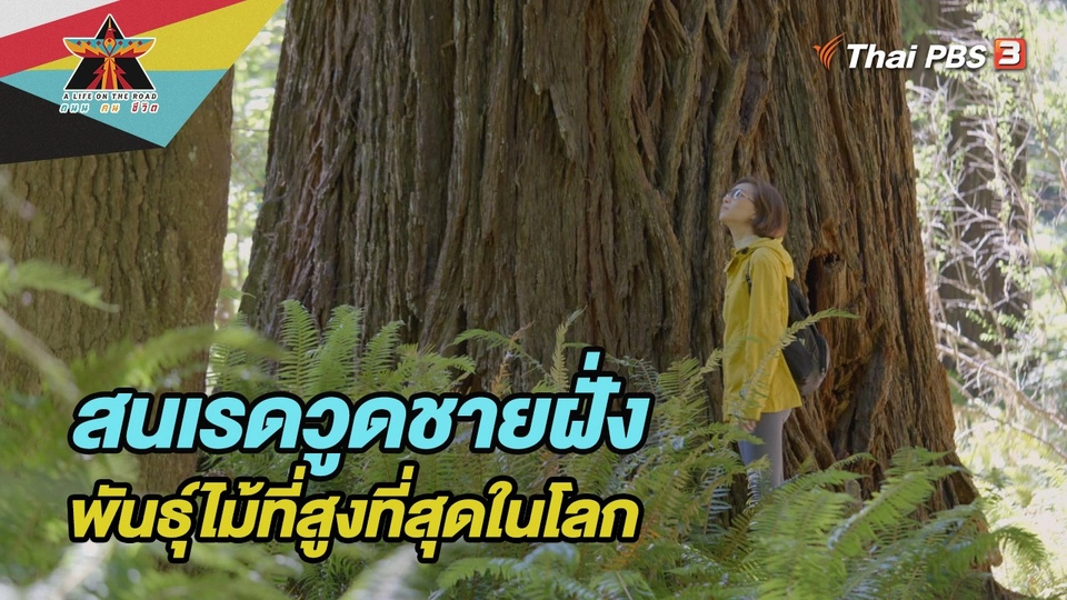 สนเรดวูดชายฝั่ง พันธุ์ไม้ที่สูงที่สุดในโลก