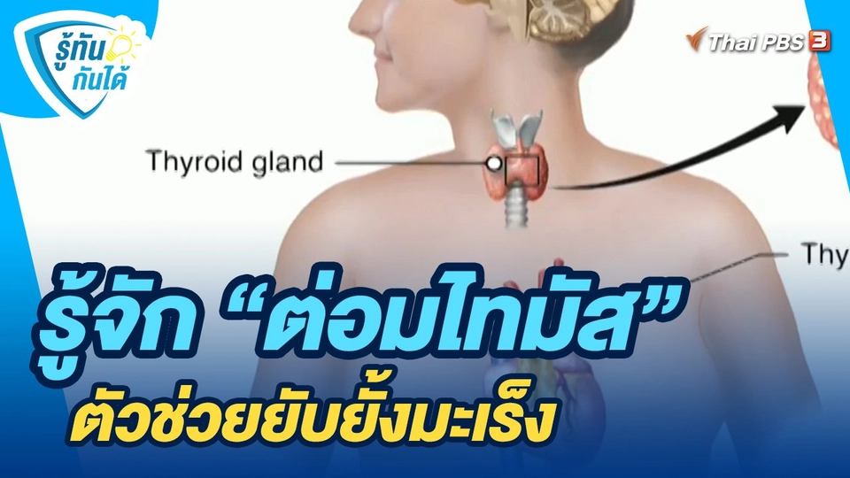 รู้ทันกันได้ : รู้จัก "ต่อมไทมัส" ตัวช่วยยับยั้งมะเร็ง