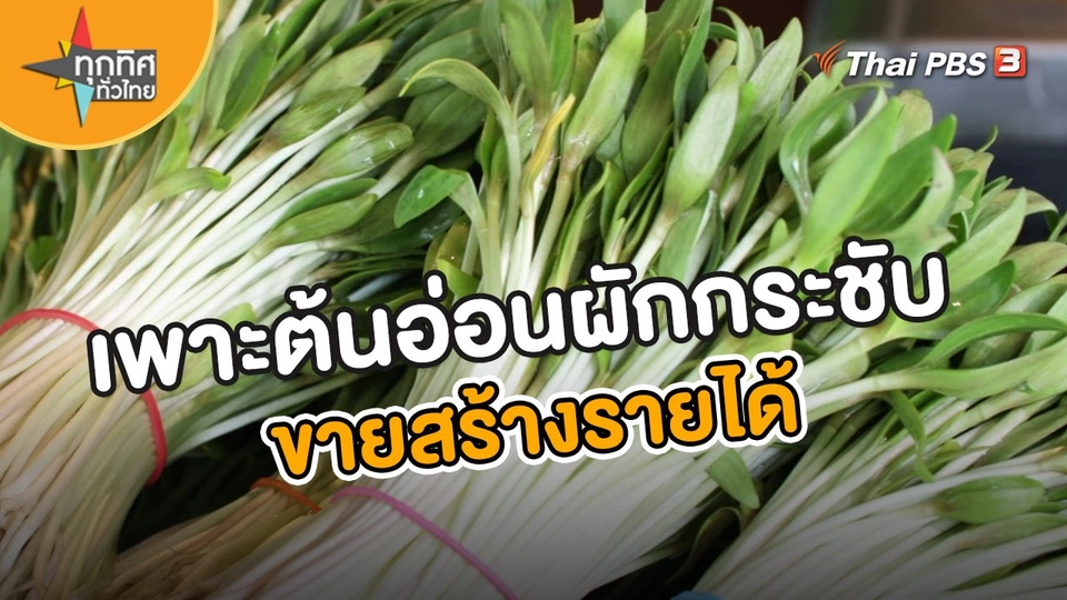 อาชีพทั่วไทย : เพาะต้นอ่อนผักกระชับขายสร้างรายได้