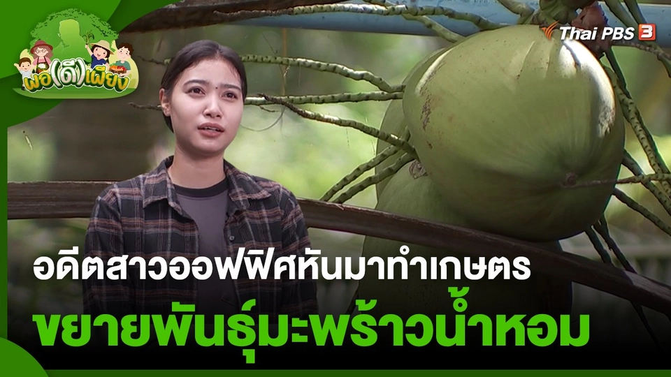 พอดีพอเพียง : อดีตสาวออฟฟิศหันมาทำเกษตรขยายพันธุ์มะพร้าวน้ำหอม จ.สมุทรสงคราม