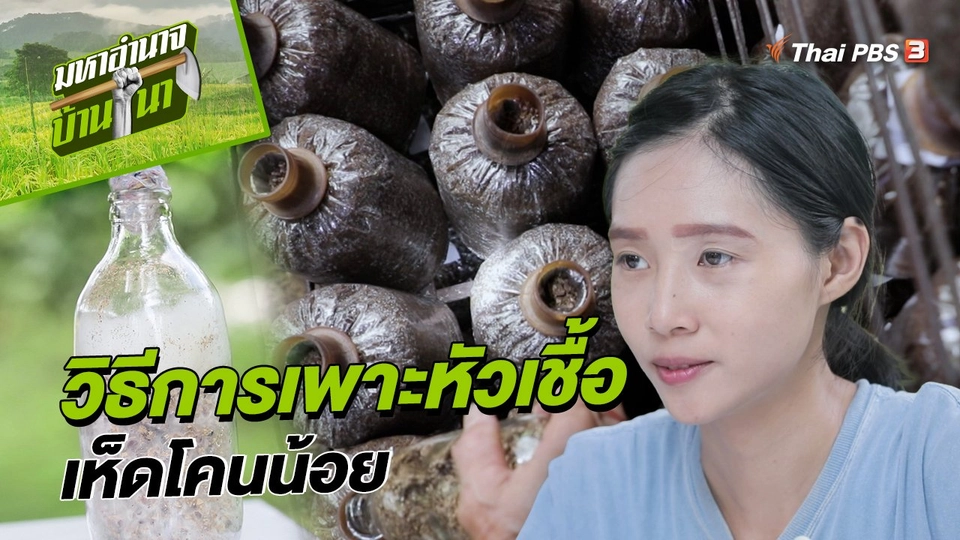 ​สูตรลับฉบับบ้านนา : วิธีการเพาะหัวเชื้อเห็ดโคนน้อย