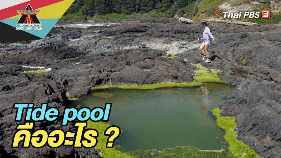 Tide Pool คืออะไร ?