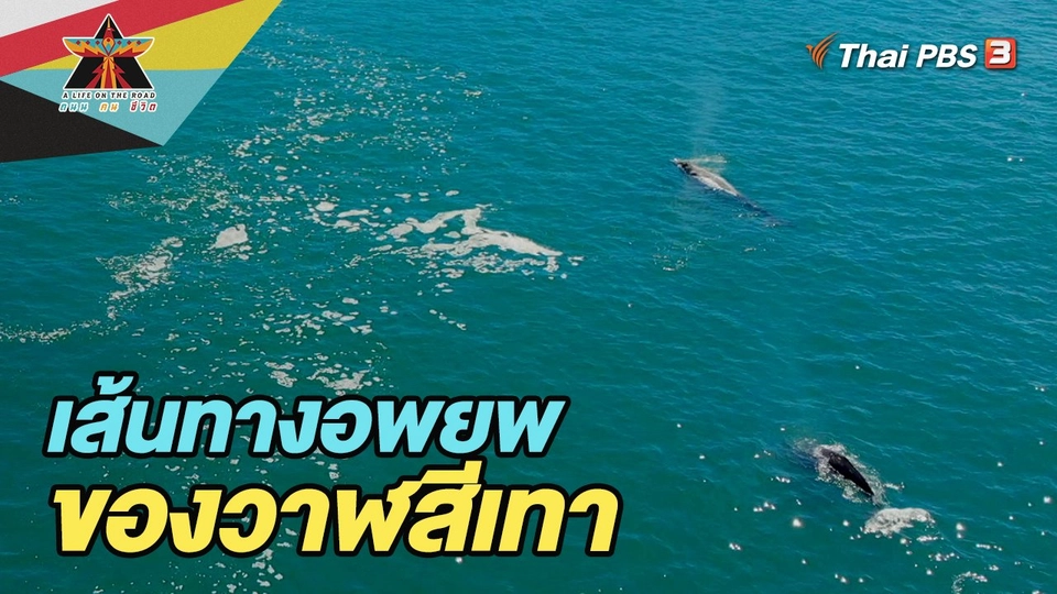 เส้นทางอพยพของวาฬสีเทา