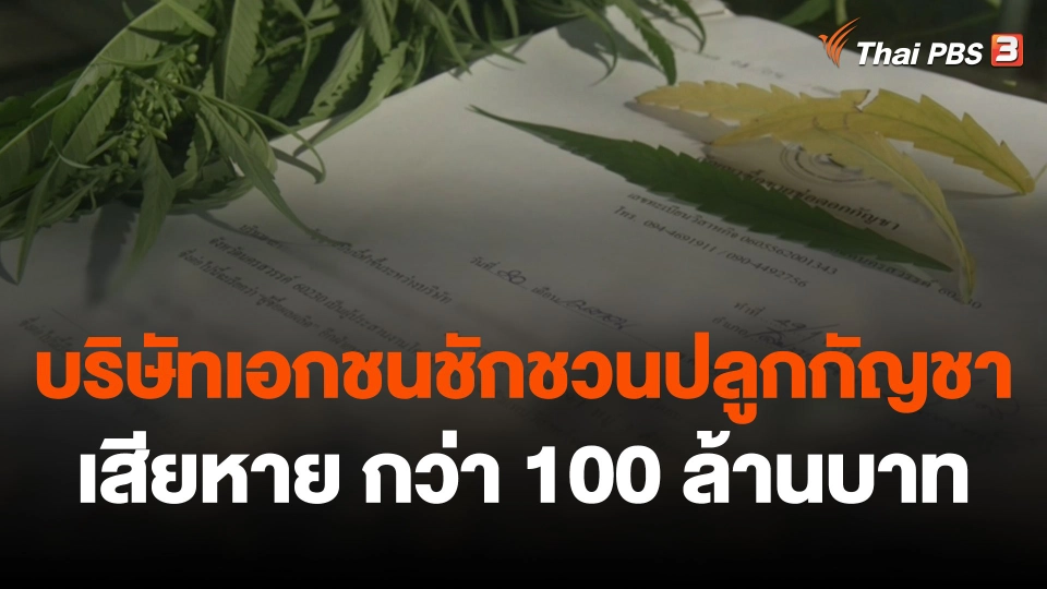 สถานีร้องเรียน : บริษัทเอกชนชักชวนปลูกกัญชา ผู้เสียหายทั่วประเทศ รวมมูลค่ากว่า 100 ล้านบาท
