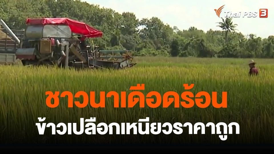 ​ชาวนาเดือดร้อนข้าวเปลือกเหนียวราคาถูก