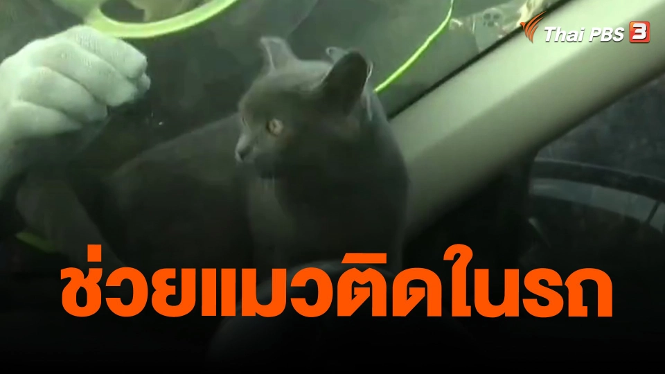 ​ช่วยแมวติดในรถ