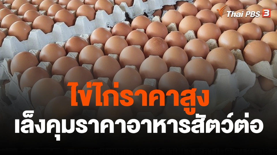 จับสัญญาณเศรษฐกิจ : ไข่ไก่ราคาสูง - กบร.เล็งคุมราคาอาหารสัตว์ต่อ