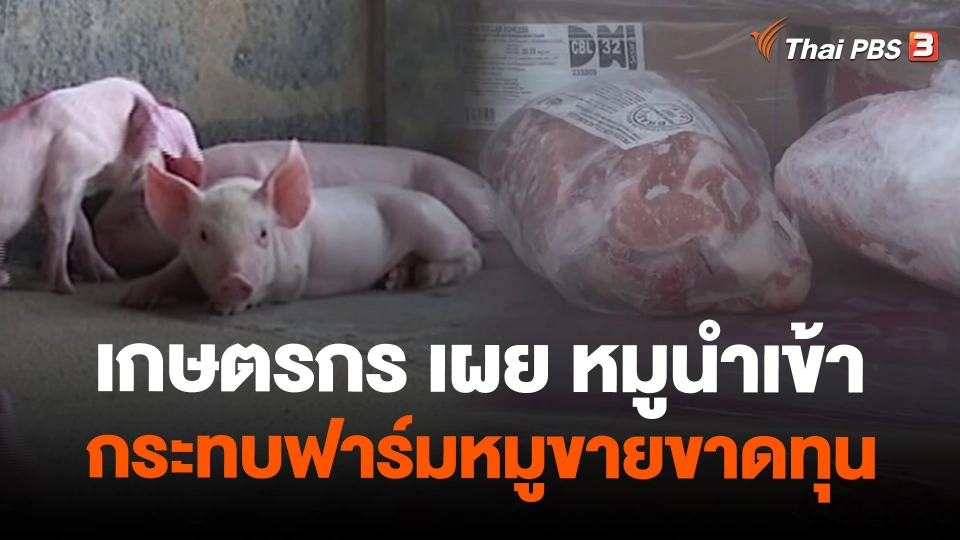 เกษตรกร เผย หมูนำเข้ากระทบฟาร์มหมูขายขาดทุน