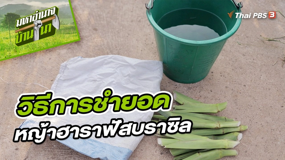 สูตรลับฉบับบ้านนา : วิธีการชำยอดหญ้าฮาราฟัสบราซิล