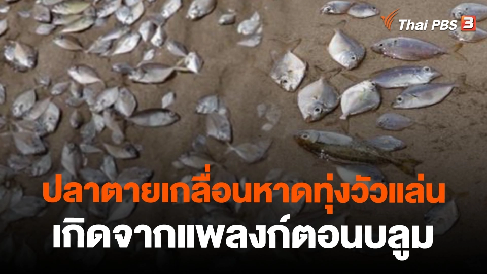 ปลาตายเกลื่อนหาดทุ่งวัวแล่นเกิดจากแพลงก์ตอนบลูม