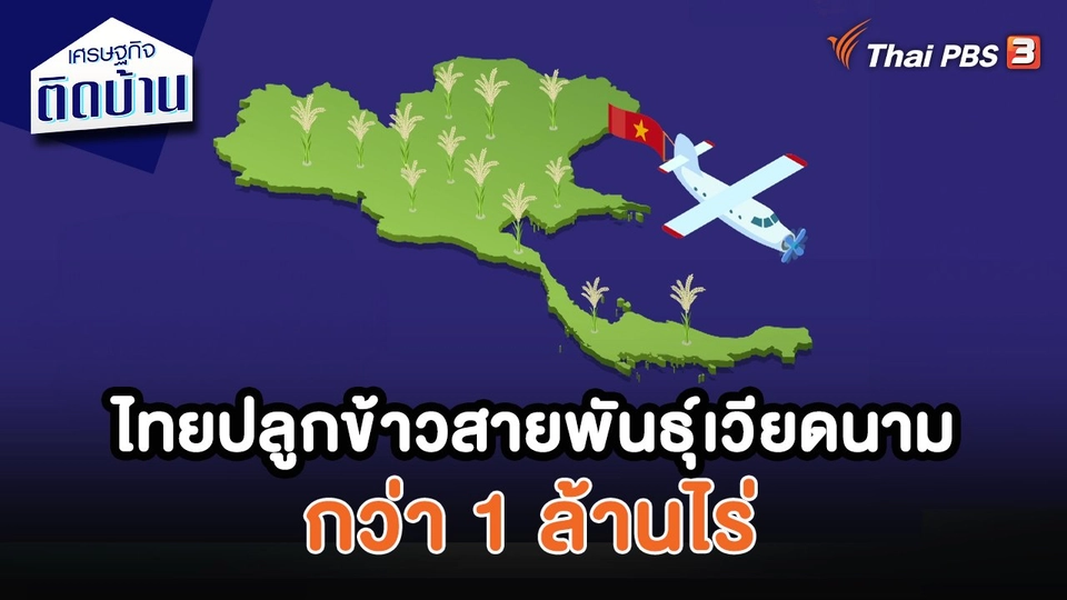​เศรษฐกิจน่ารู้ : ไทยปลูกข้าวสายพันธุ์เวียดนามกว่า 1 ล้านไร่