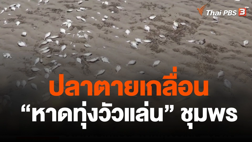 ปลาตายเกลื่อน "หาดทุ่งวัวแล่น" ชุมพร